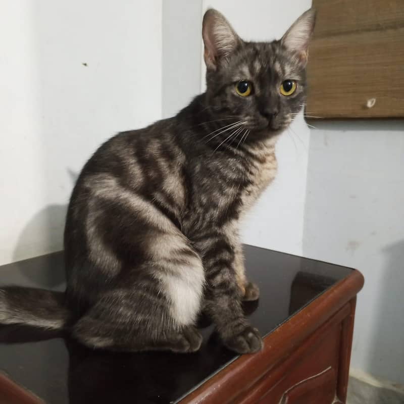 Cat for adoption 6
