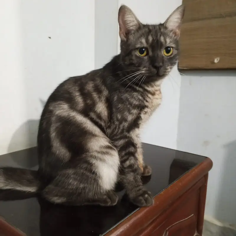 Cat for adoption — photo 7