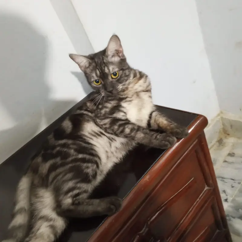 Cat for adoption — photo 8