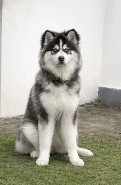 Husky Blue Eyes