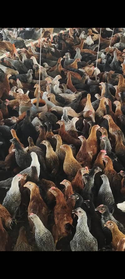chicks golden misri fully vaccinated for sale in sahiwal 03269445587