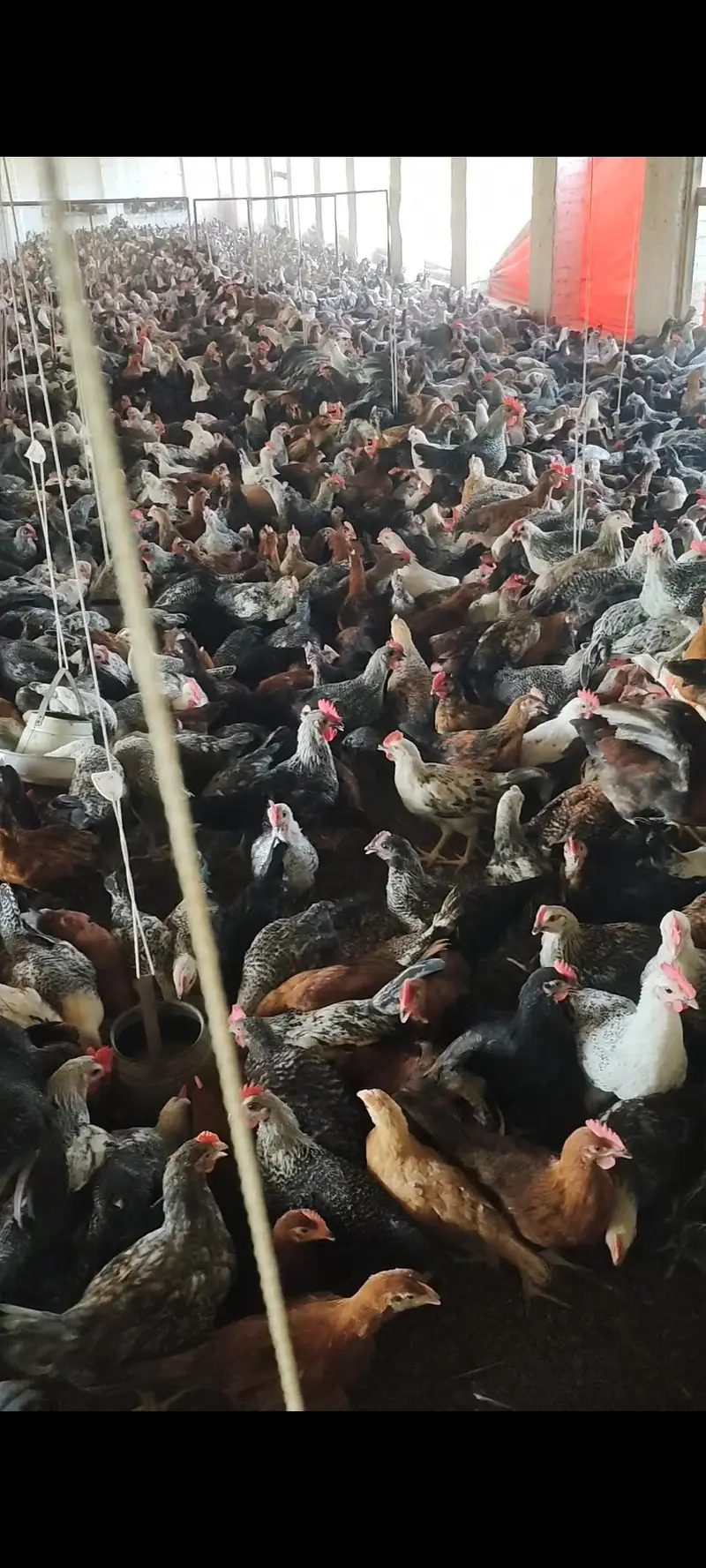 chicks golden misri fully vaccinated for sale in sahiwal 03269445587 — photo 2