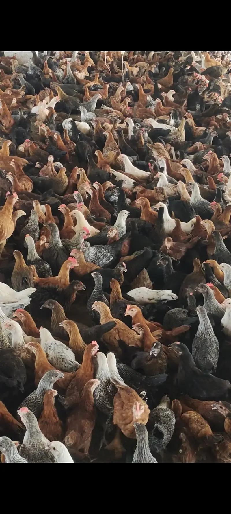 chicks golden misri fully vaccinated for sale in sahiwal 03269445587 — photo 3