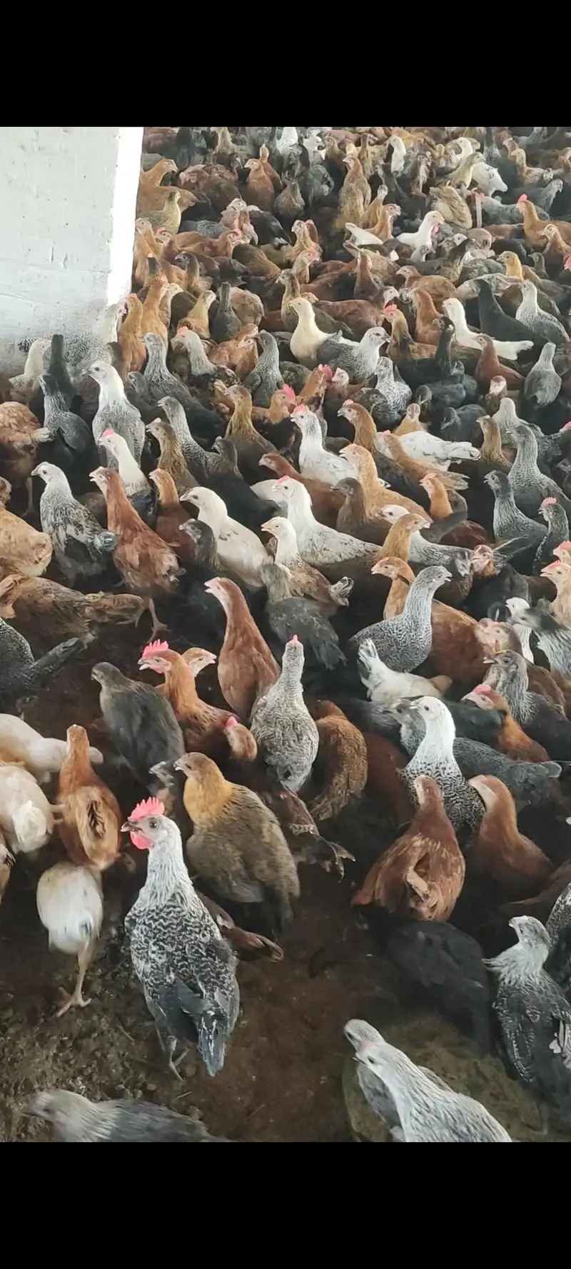 chicks golden misri fully vaccinated for sale in sahiwal 03269445587 — photo 4