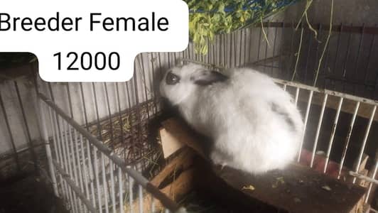 drwaf hotot bunny