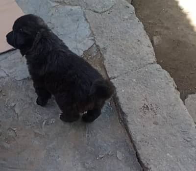 Tibetan mastiff