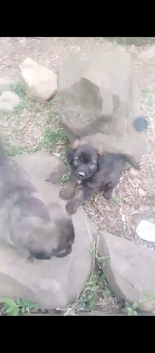 Tibetan mastiff — photo 9