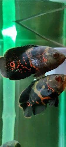 Oscar fish 0