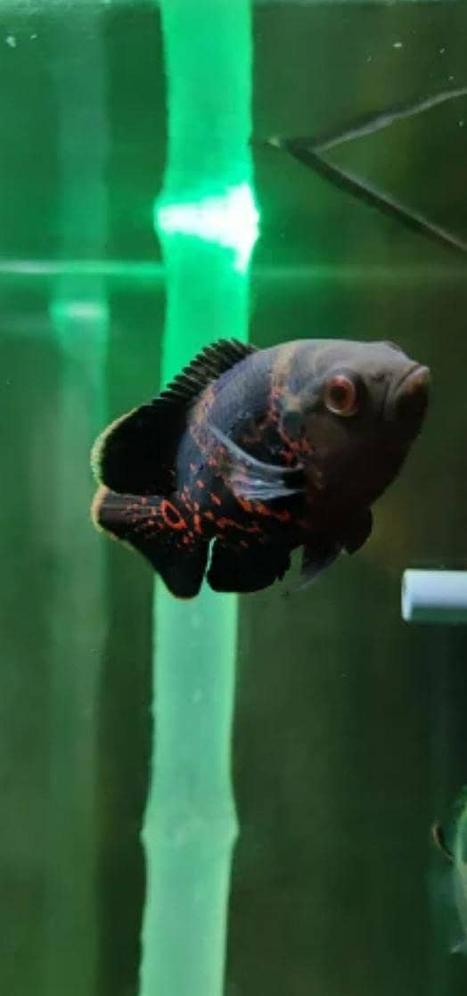 Oscar fish 1