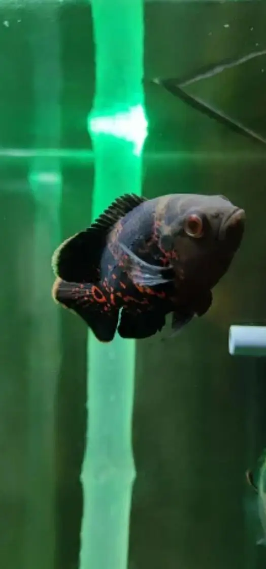 Oscar fish — photo 2