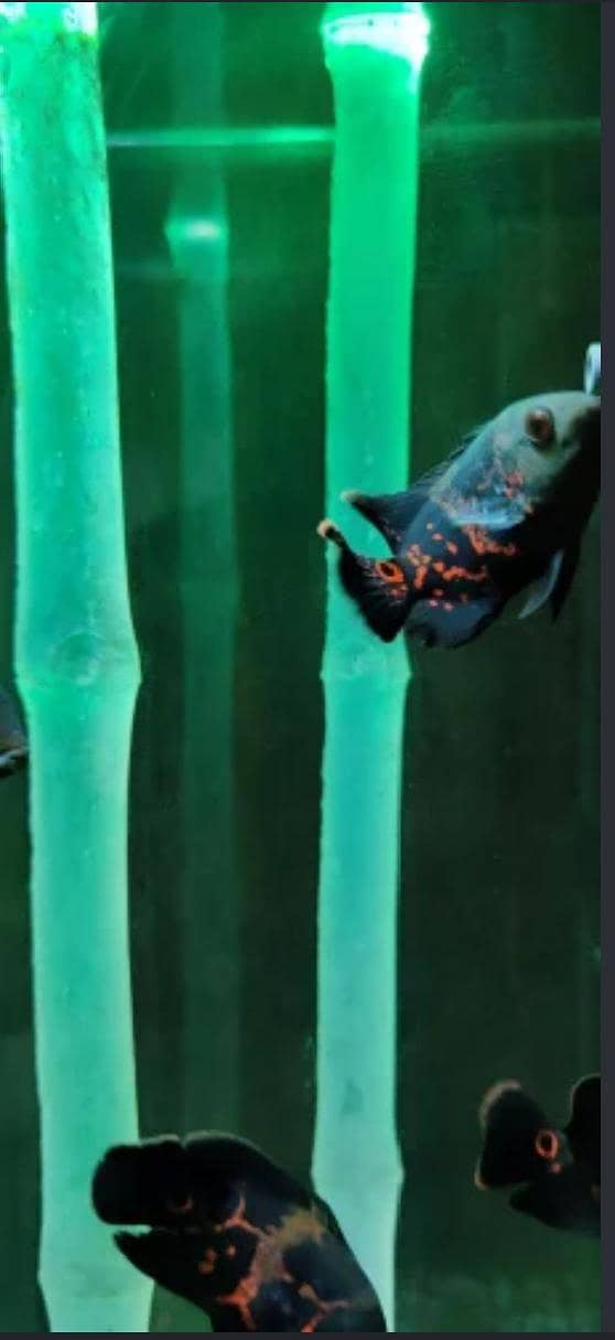 Oscar fish 2