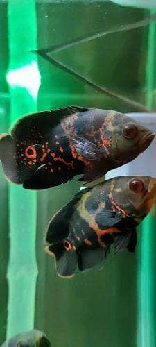 Oscar fish 3