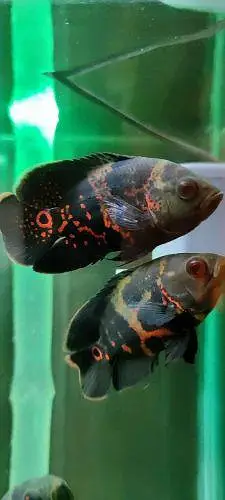 Oscar fish — photo 4