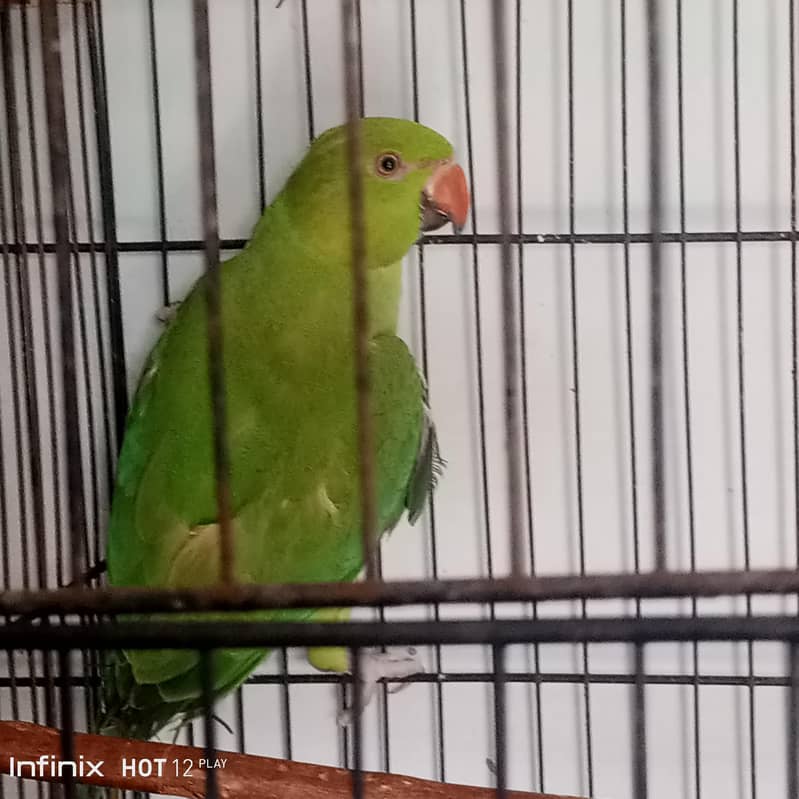 green palate 0