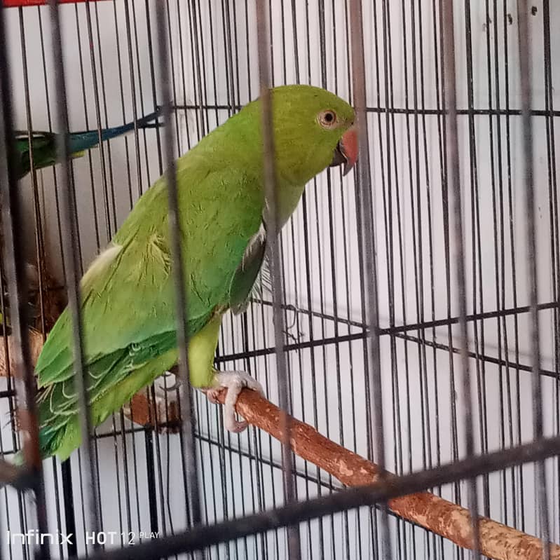 green palate 1