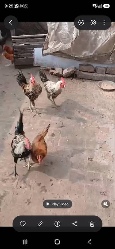 Urgent sale need money Contact 03016663129
