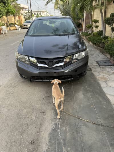 Honda City IVTEC 2016
