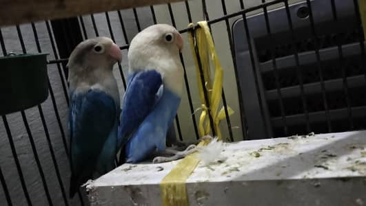 LoveBirds for sale .