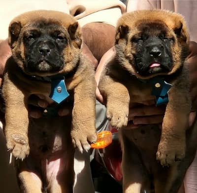 Turkish kangal piar available for sale