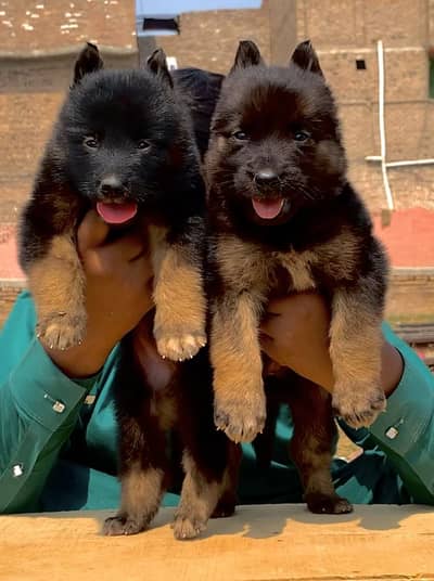 German Shepherd puppies pair for sale cargo All Pakistan available