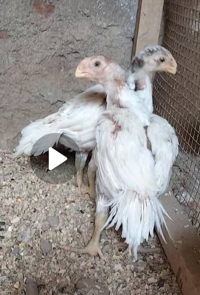 Pure White Parrotbeak Top Quality Chicks Pair