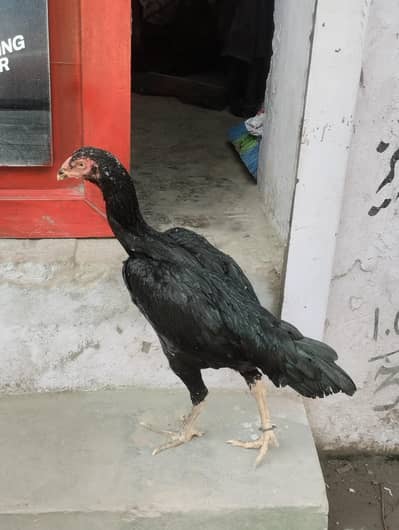 shamo hen