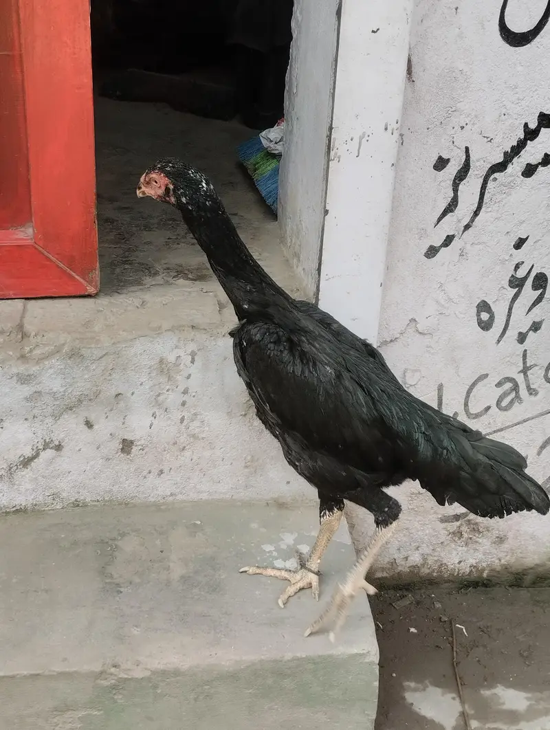 shamo hen — photo 2
