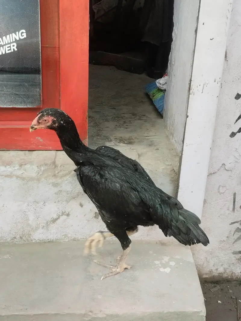 shamo hen — photo 3
