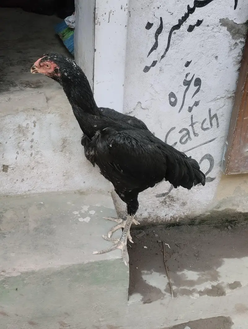 shamo hen — photo 4