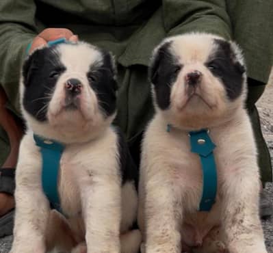 Afghan Kuchi dog piar full security dog for sale available
