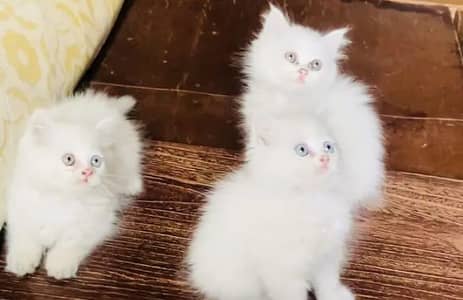 beautiful and healthy kittan far sale