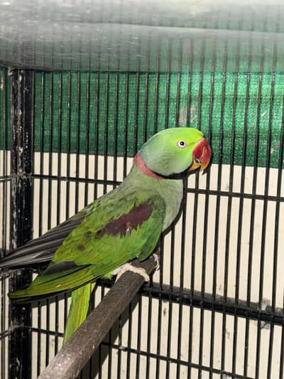 Raw breeder malee for salee