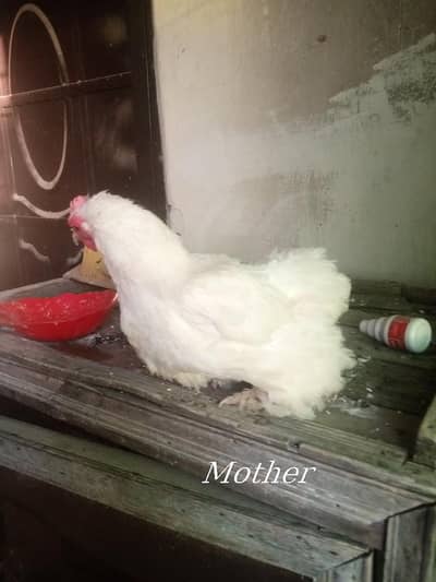 healthy and active chicks