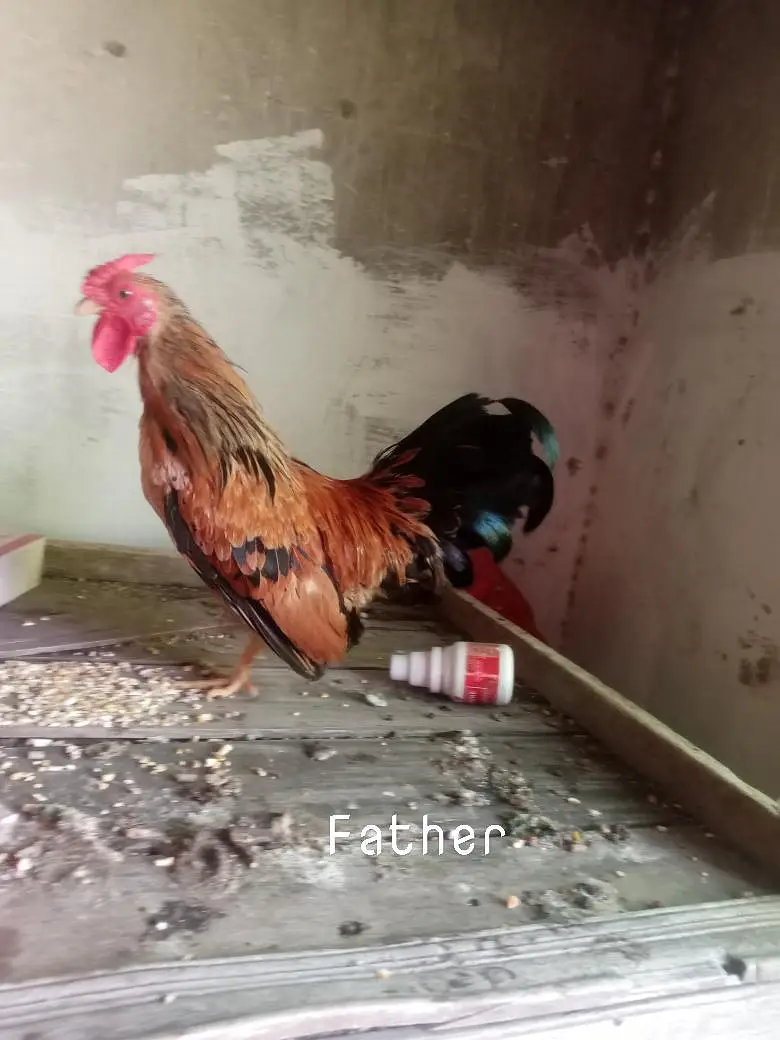 healthy and active chicks — photo 2