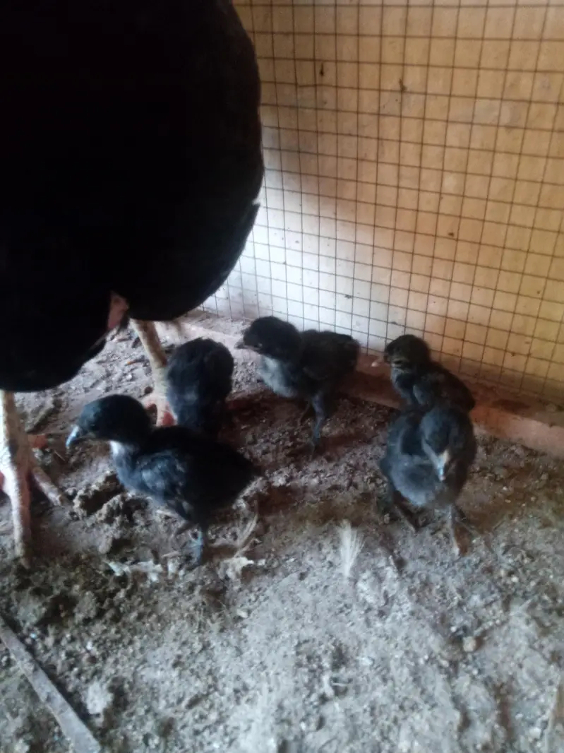healthy and active chicks — photo 3