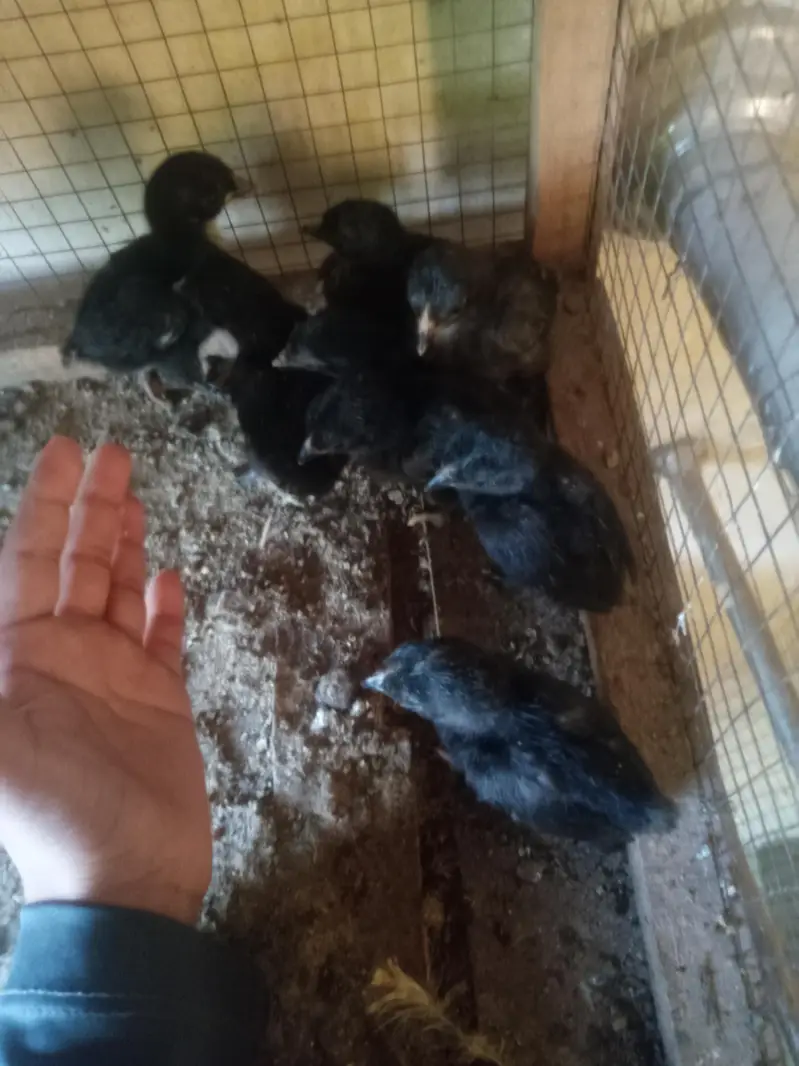 healthy and active chicks — photo 4