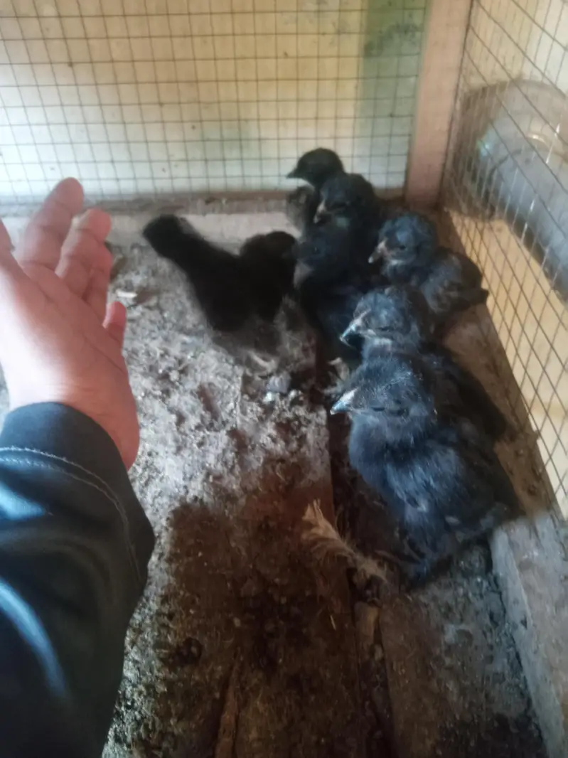 healthy and active chicks — photo 5