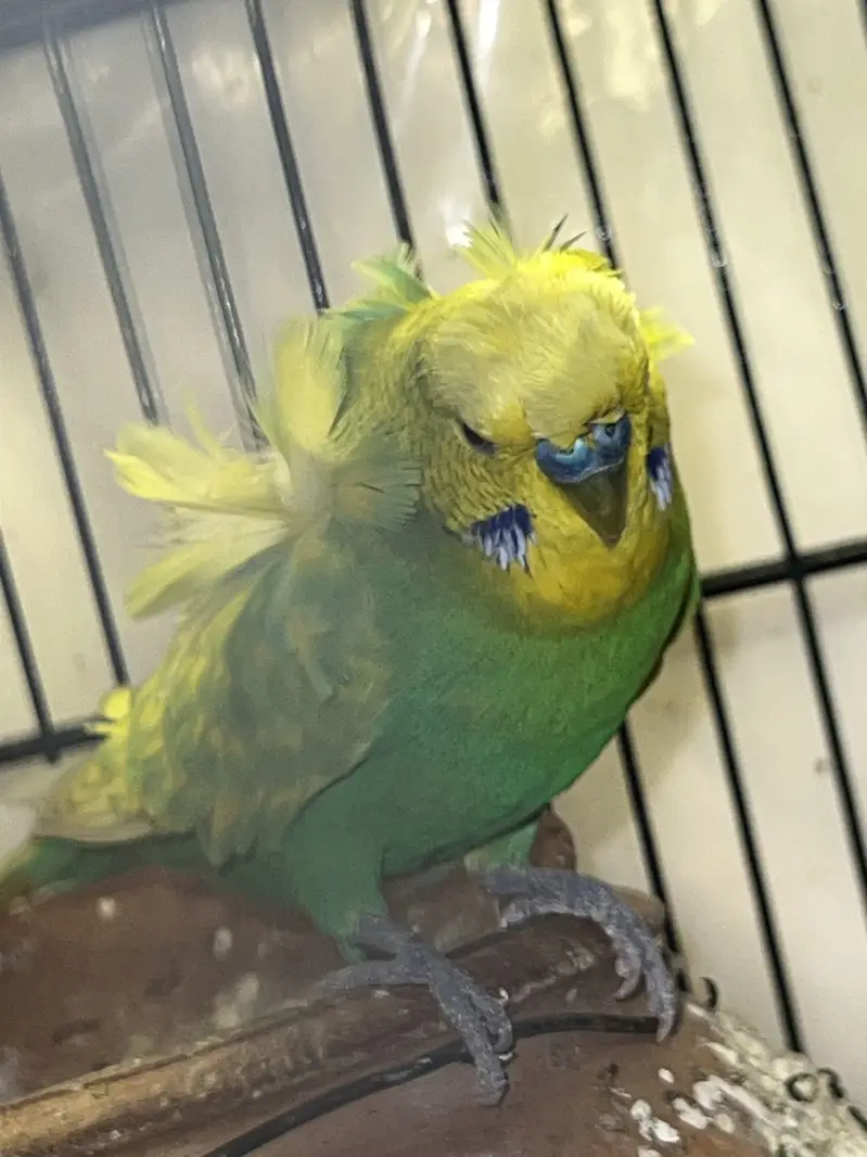 Hogoromo Doubel Flower Male — photo 4