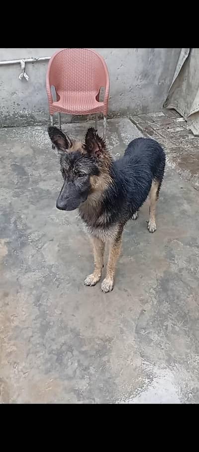 German shepherd