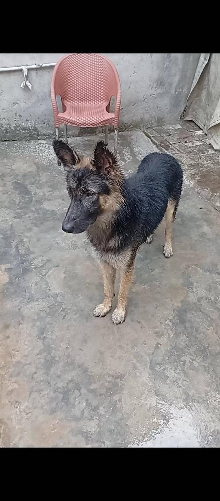 German shepherd 0