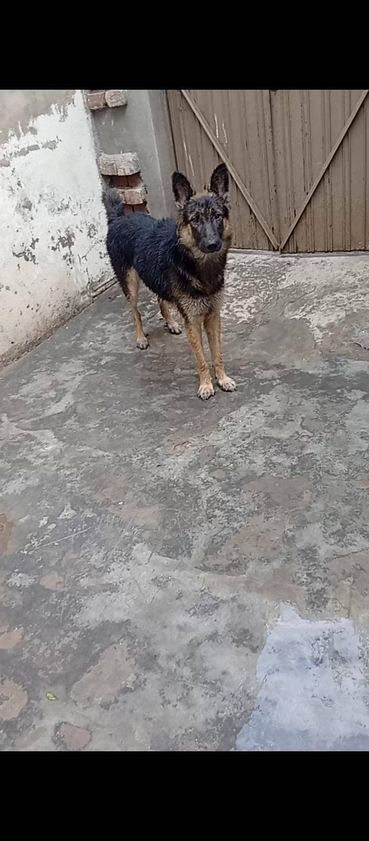 German shepherd 1