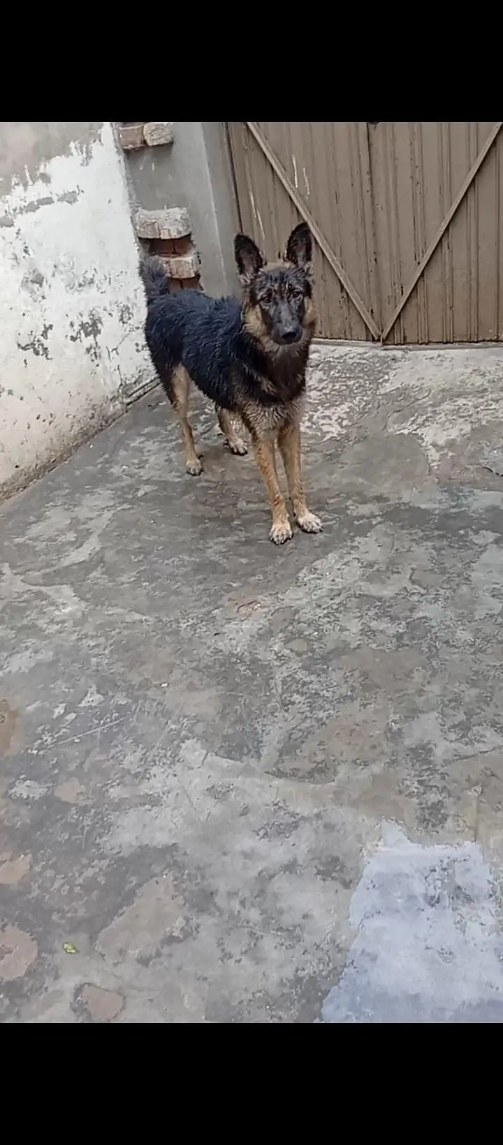German shepherd — photo 2
