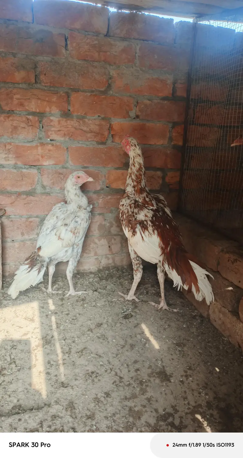 Heera and miawali aseel — photo 3