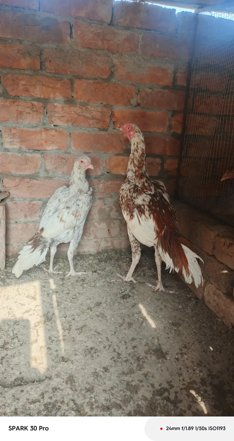 Heera and miawali aseel — photo 4