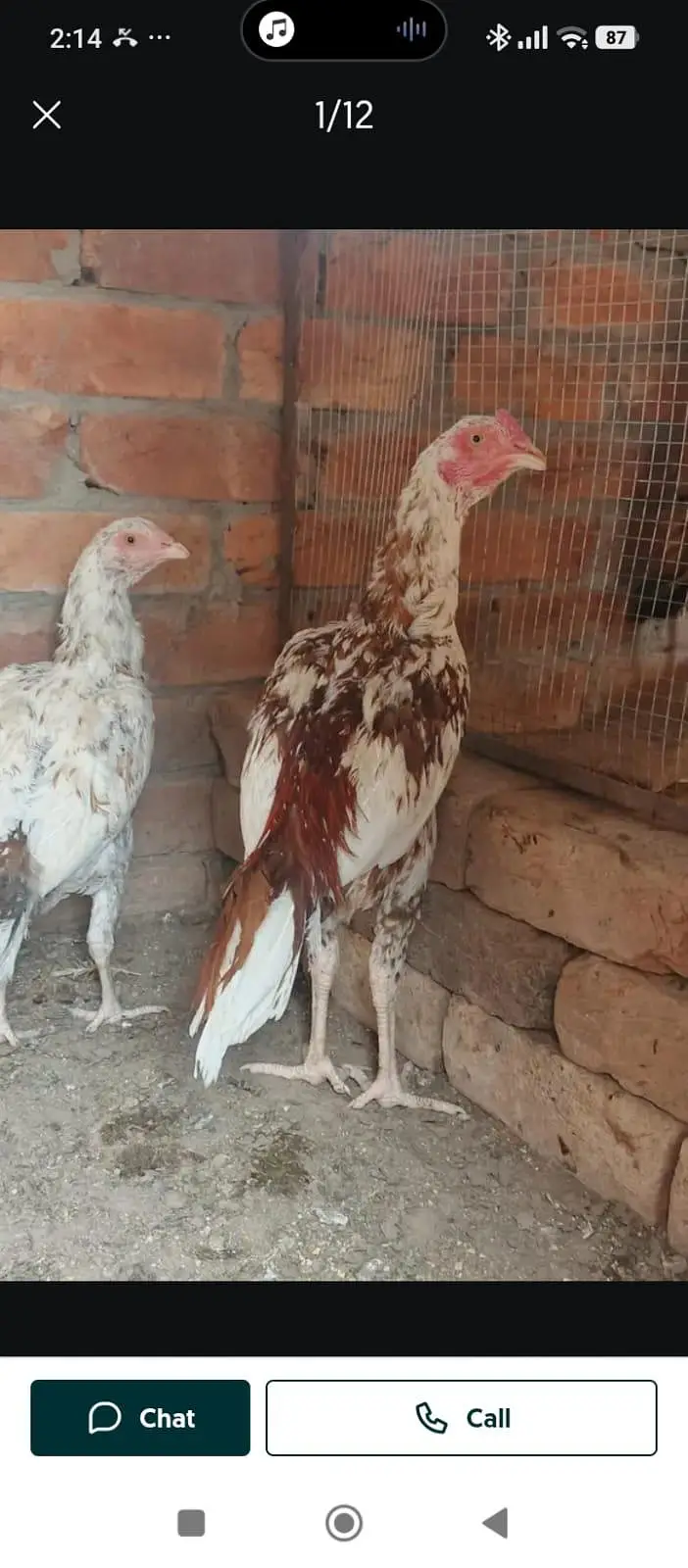 Heera and miawali aseel — photo 5