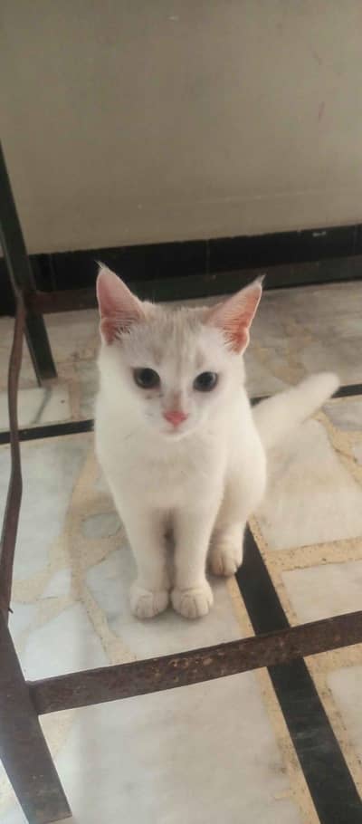 Healthy&playful cat available for sale
