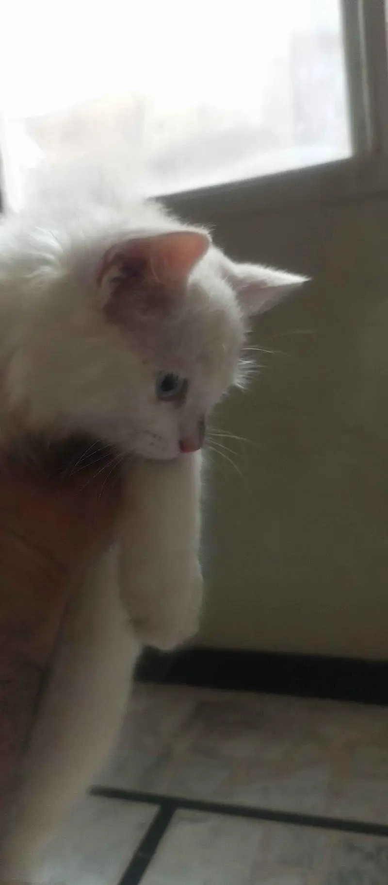 Healthy&playful cat available for sale — photo 2