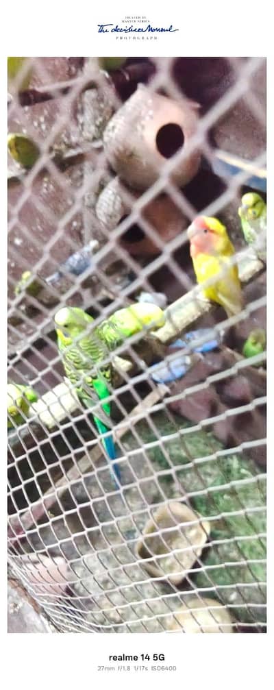 healty perrots for sale