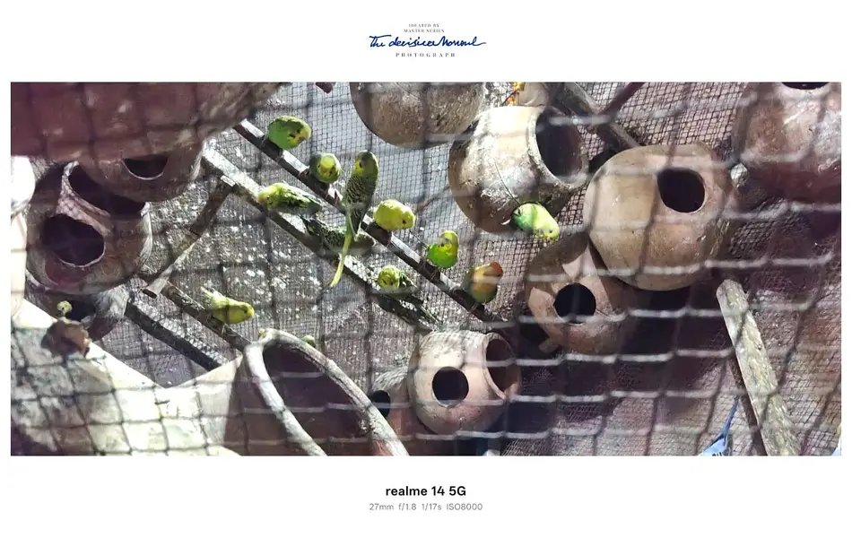 healty perrots for sale — photo 2