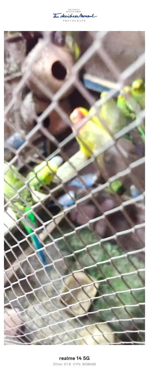 healty perrots for sale — photo 3